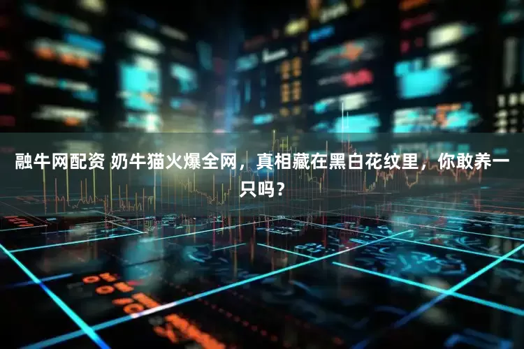 融牛网配资 奶牛猫火爆全网，真相藏在黑白花纹里，你敢养一只吗？